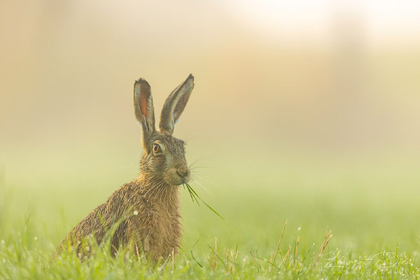 Lièvre brun - Lièvre commun - Lièvre d´Europe - Brown Hare - Haas - Feldhase -Lepus europaeus. Canon EOS R3 - Canon EF 500mm f/4L IS USM II.